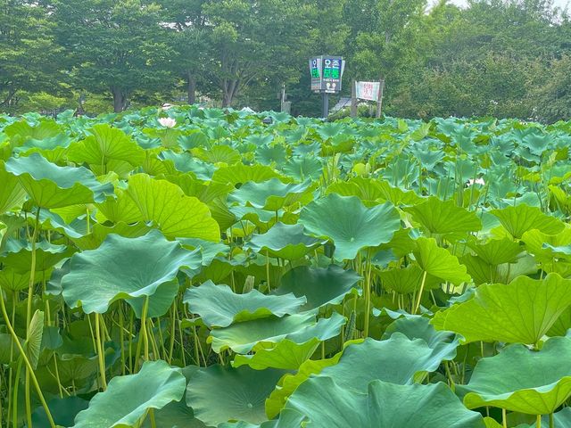편하게 둘러보기 좋은 두물머리