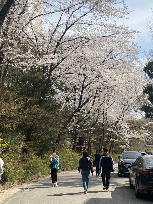 벚꽃맛집 🌸 광주 중외공원 