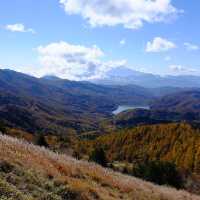紅葉の唐松尾根(大菩薩嶺)