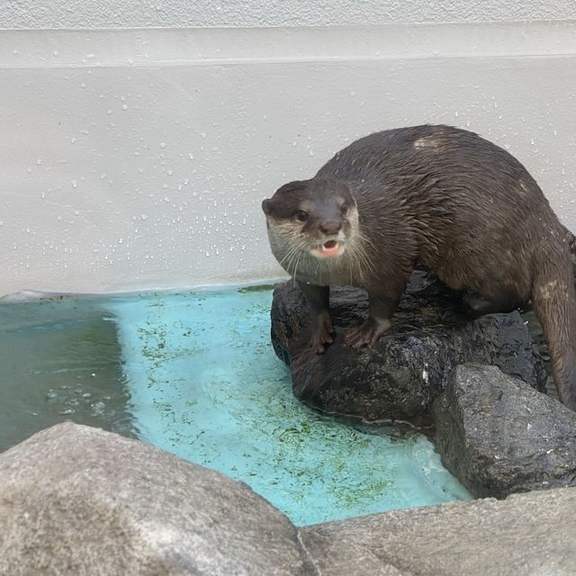 香川で人気急上昇中！ イルカショー