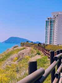 유채꽃이 가득한 부산 속 제주도 ‘오륙도 해맞이공원’🌼