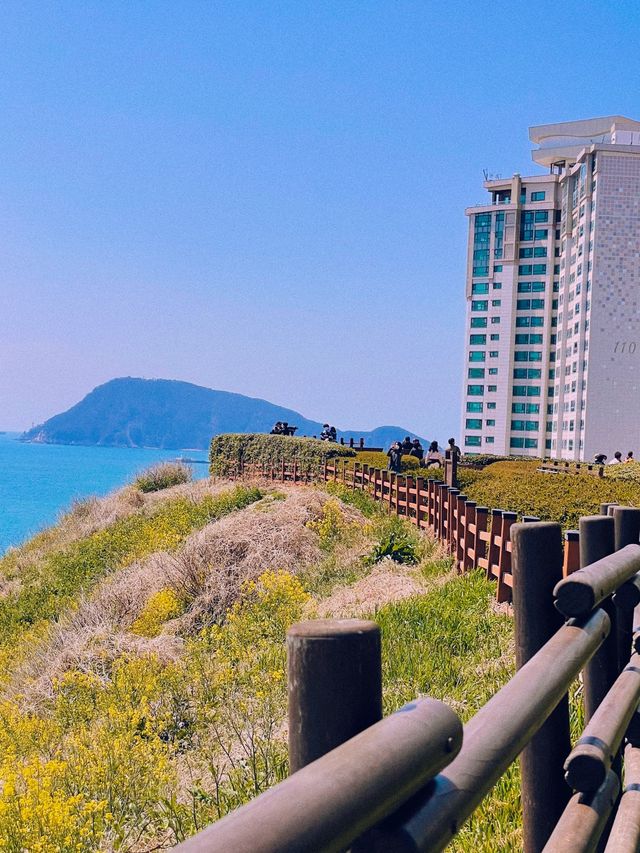 유채꽃이 가득한 부산 속 제주도 ‘오륙도 해맞이공원’🌼