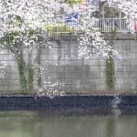 目黒川市場橋付近の桜並木