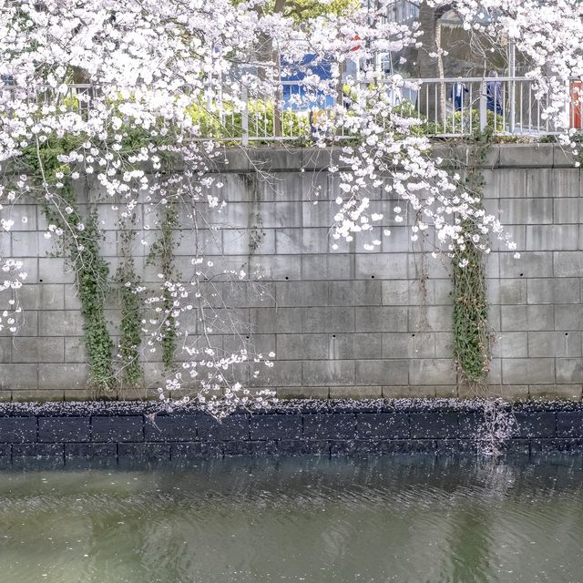 目黒川市場橋付近の桜並木