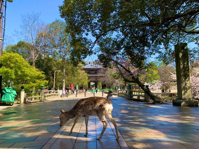 奈良　SAKURA 桜めぐり❗️東大寺南大門あたりで桜散策❗️