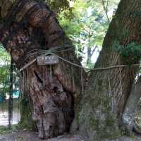 パワースポットの宝庫である上賀茂神社