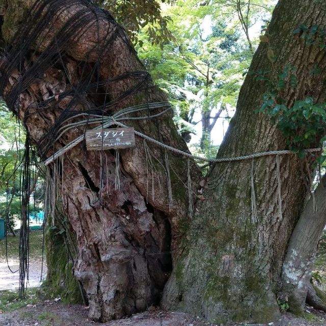 パワースポットの宝庫である上賀茂神社