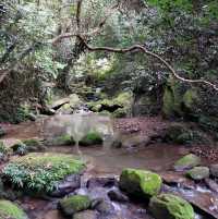 滿滿芬多精【台北內湖】鯉魚山一日遊