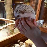 【静岡県・浜松市】ぬむもりの森　フクロウcafe🦉