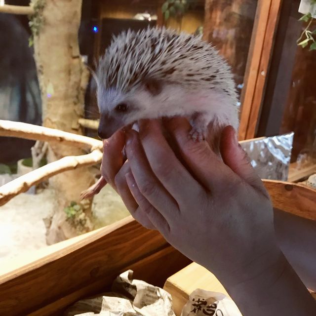 【静岡県・浜松市】ぬむもりの森　フクロウcafe🦉
