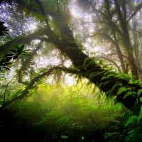 The Scenic Doi Inthanon National Park