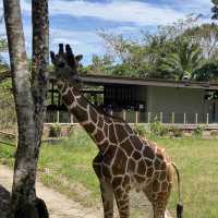Cebu Safari