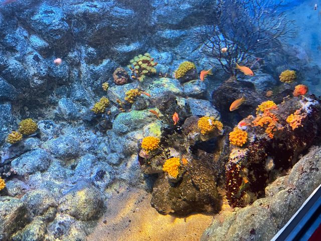 ペンギンの餌やり体験も🐧ふれあい体験がいっぱいの水族館🐟