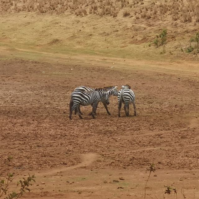 A most SPECTACULAR photo Safari in Tanzania 