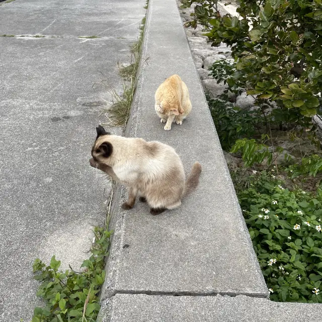 奥武島　猫いっぱい！