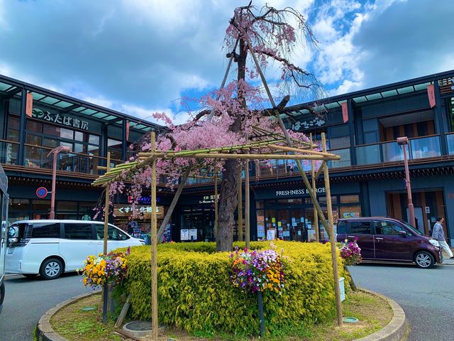 京都　SAKURA 桜めぐり❗️JR山科駅〜毘沙門堂まで散策してみた！