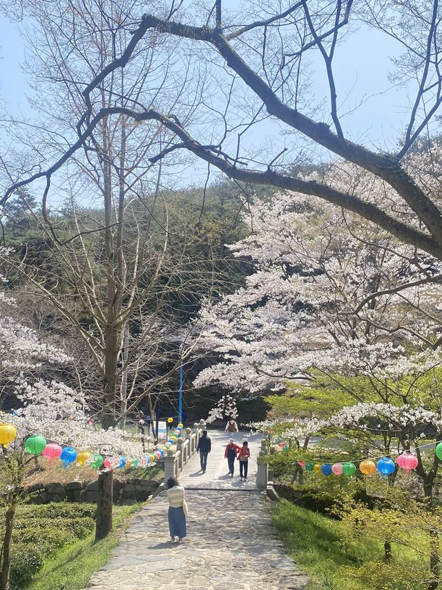 알고보니 벚꽃 맛집, 부안 개암사 벚꽃