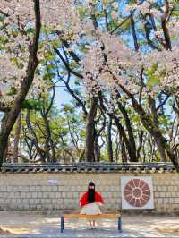 올 봄 핫플이었던 대릉원 돌담길 벚꽃길🌸