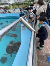 海豚餵食體驗學習 | 沖繩旅行