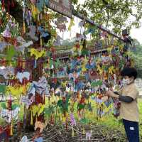 三角梅花展蝶豆花園之旅
