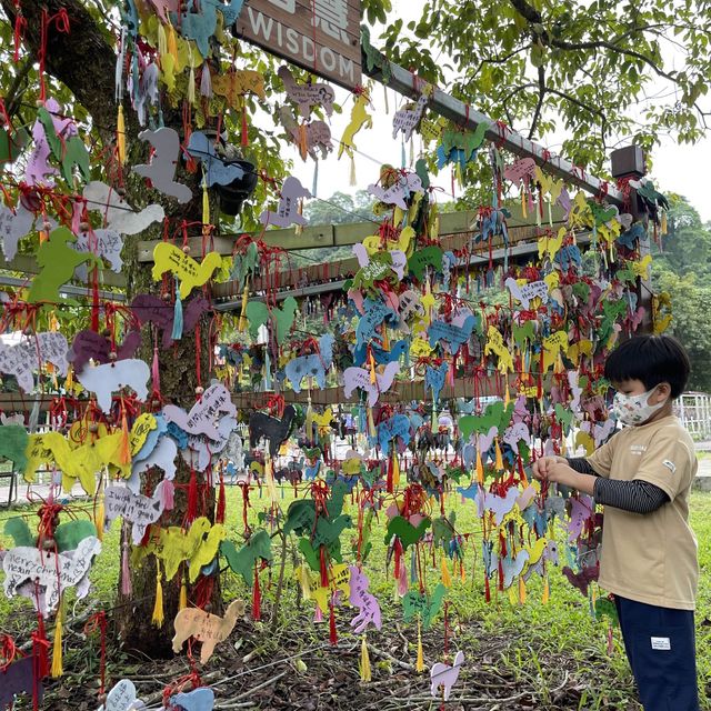 三角梅花展蝶豆花園之旅
