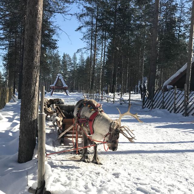 Santa Claus Reindeer