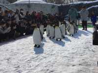 Penguins catwalk show 