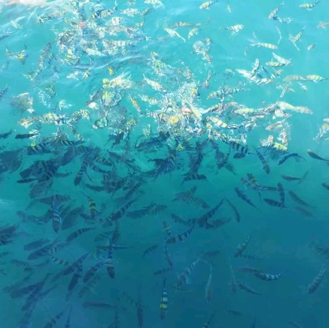 หยุดยาวทั้งที มาพักผ่อนที่เสม็ดกันสิจ๊ะ‼️🌊