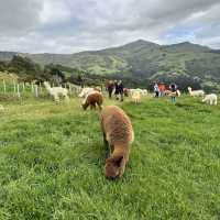 NZ_Akaroa Shamarra Alpacas