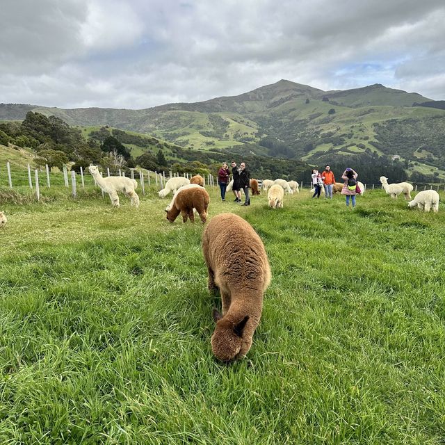 NZ_Akaroa Shamarra Alpacas