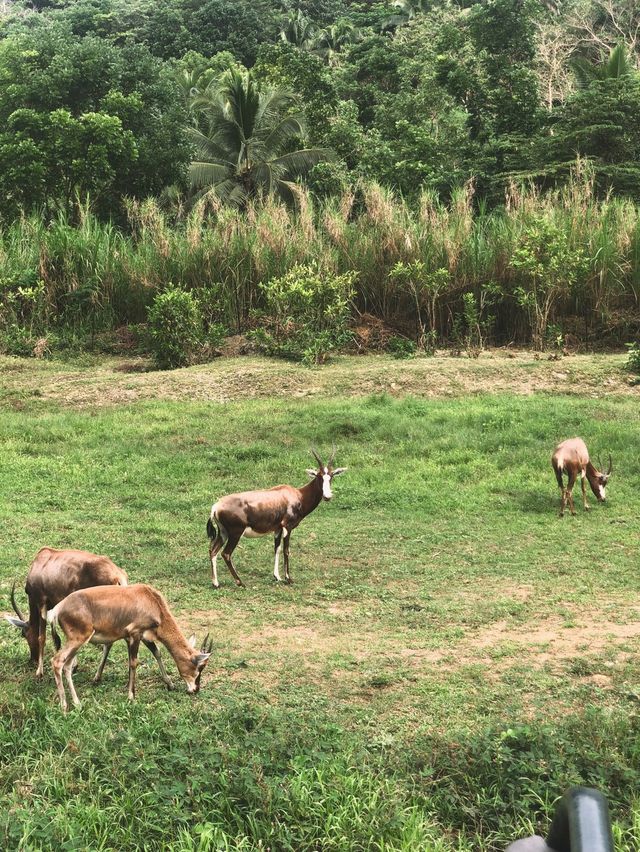 Cebu Safari
