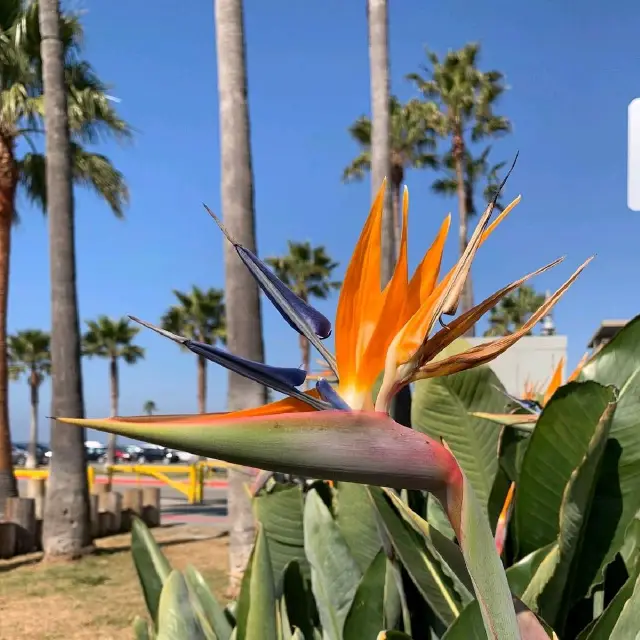 Venice Beach Boardwalk. 