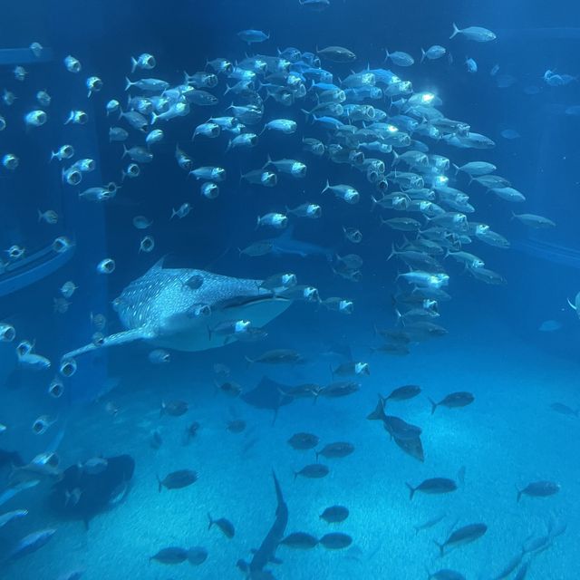 世界最大級の水族館”海遊館”