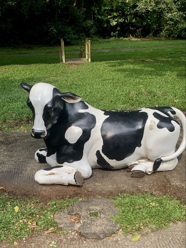 Cows in Singapore 🐄🐮