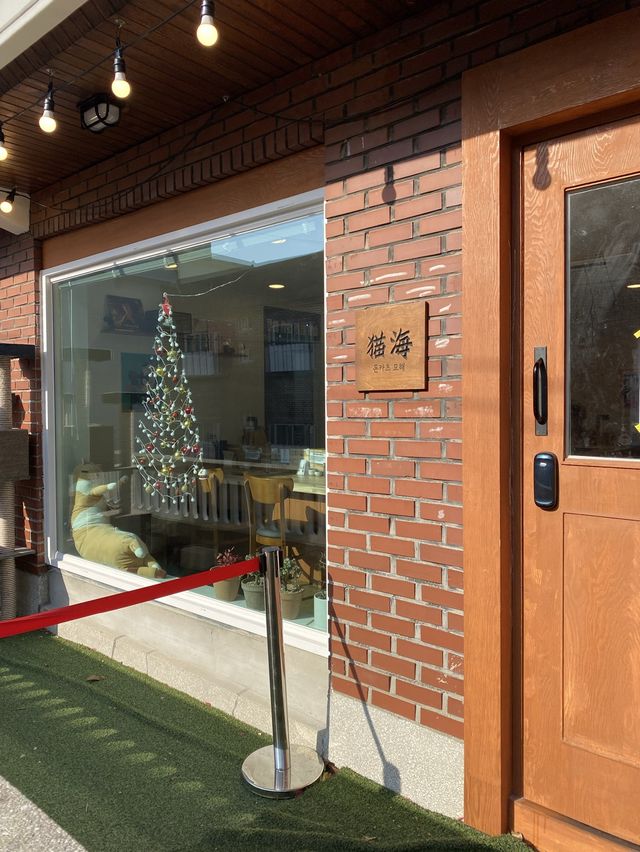 고양이 키우는 돈까스 집! 돈카츠묘해