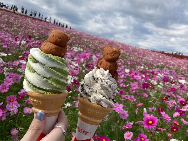 【茨城】国営ひたち海浜公園 〜秋・コキア〜