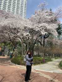 [대구] 우리집 막내와 함께 벚꽃산책 🌸🌸💗