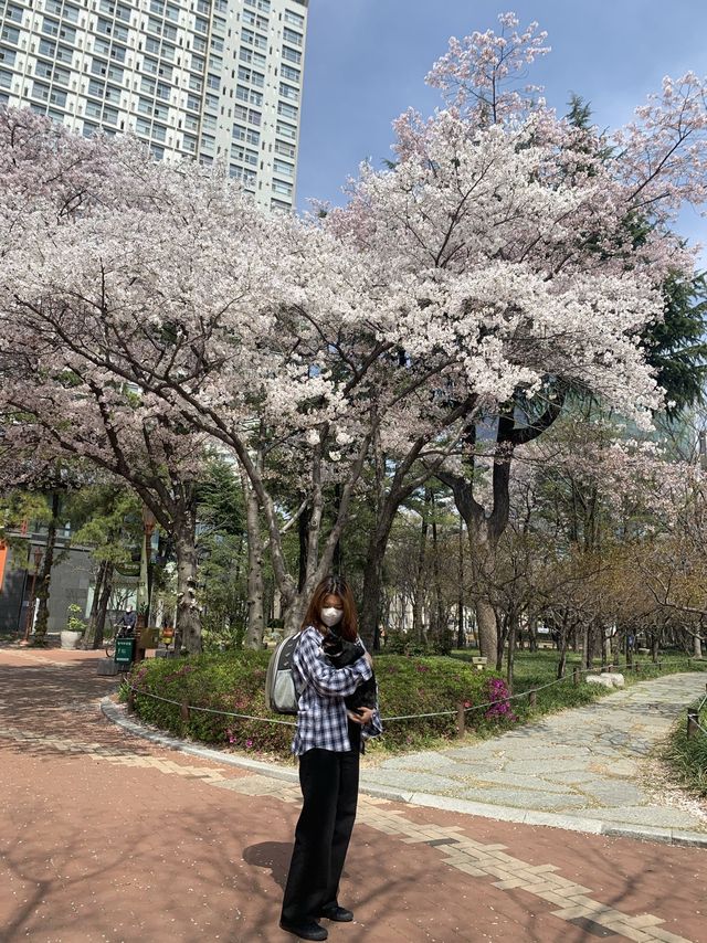[대구] 우리집 막내와 함께 벚꽃산책 🌸🌸💗