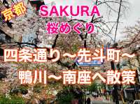 京都　KYOTO SAKURAめぐり！四条通りから南座まで散策してみた！