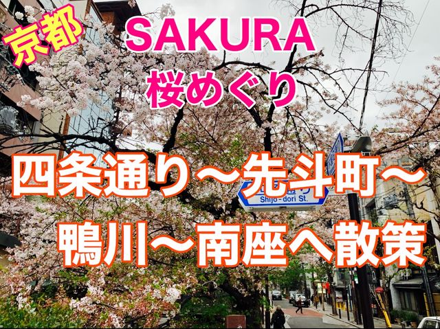 京都　KYOTO SAKURAめぐり！四条通りから南座まで散策してみた！