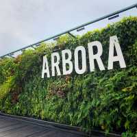 Hilltop Breakfast at Arbora Café 