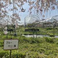 名古屋市守山区　フルーツパークの果樹園