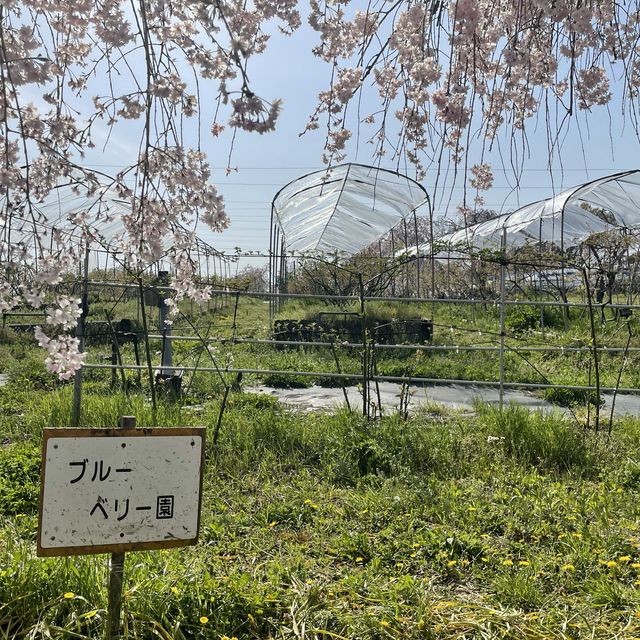 名古屋市守山区　フルーツパークの果樹園