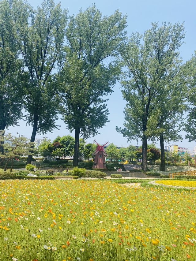 알록달록 다양한 꽃들을 볼 수 있는 도심 속 작은 유럽🇳🇱🌷