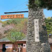 계양산장미원 🌹 꽃구경 명소