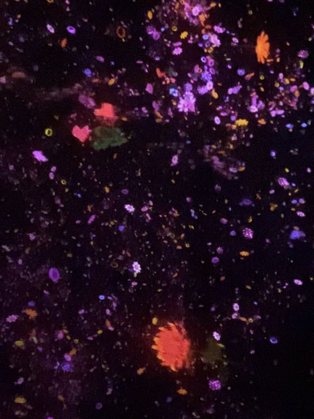 映え過ぎ注意！全身で楽しめるアート空間🌟