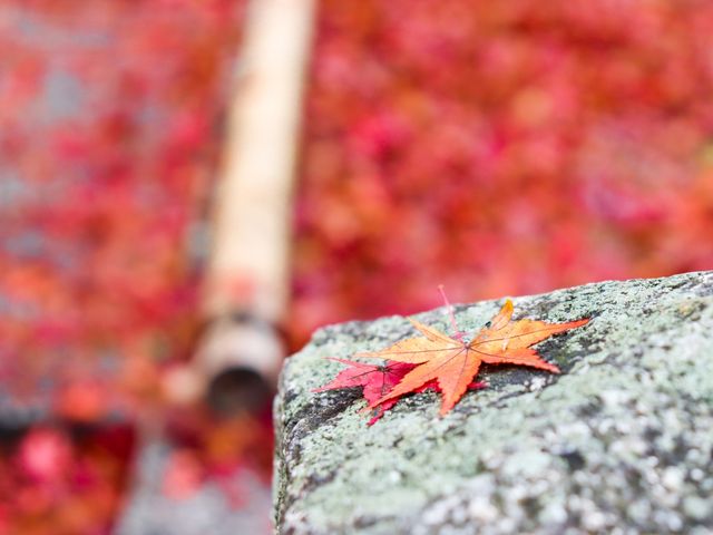 【京都】京都随一の紅葉スポット！毘沙門堂門跡をご紹介