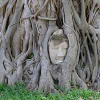Unseen เศียรพระพุทธรูปในต้นไม้ วัดมหาธาตุ