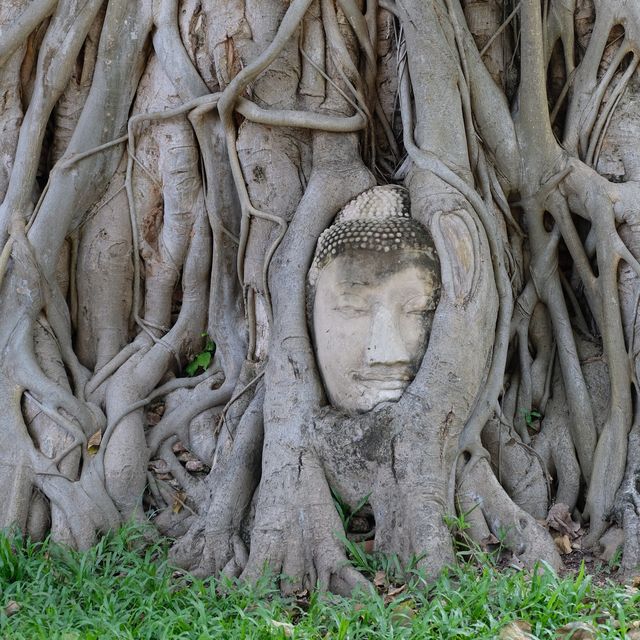 Unseen เศียรพระพุทธรูปในต้นไม้ วัดมหาธาตุ
