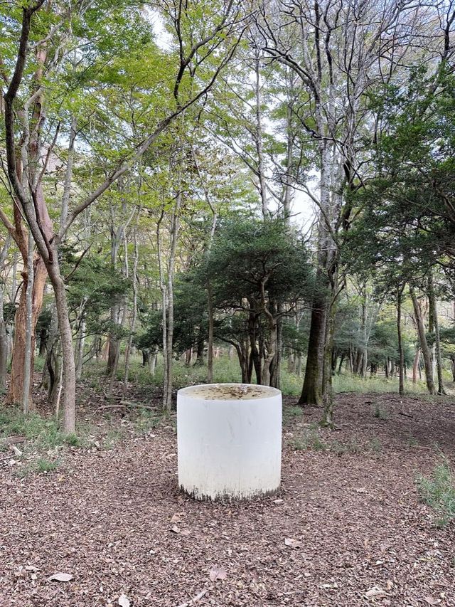 箱根＊ポーラ美術館　森の遊歩道